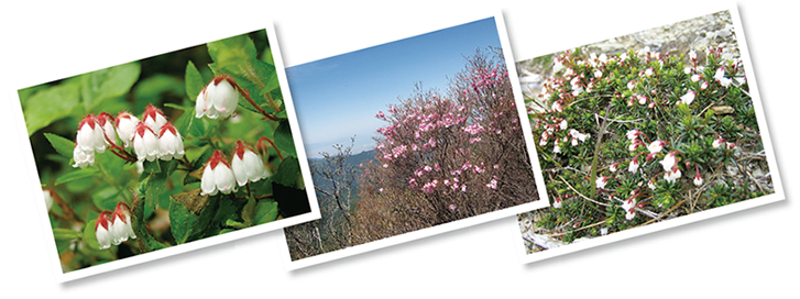 赤石山系を代表する3種類の花。左より「銅山イチゴ」とも呼ばれるアカモノ。西赤石山に多いアケボノツツジ（中央）。群落が見られるツガザクラ（右）