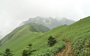 伊予富士から桑瀬峠にのびるトレイル
